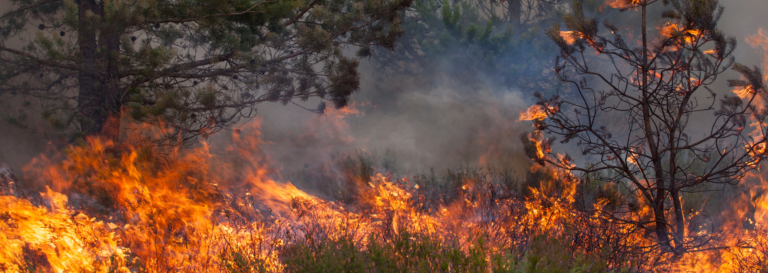 Ayudas por los incendios forestales de Castellón